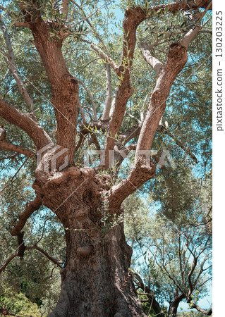 Olive tree with a funny and unusual shape on a sunny day in Crete 130203225