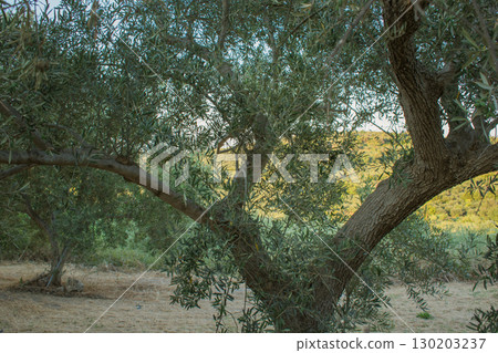Sprawling olive trees in Crete during dry season, light dry soil due to lack of rain Sprawling olive trees in Crete during dry season, light dry soil due to lack of rain 130203237