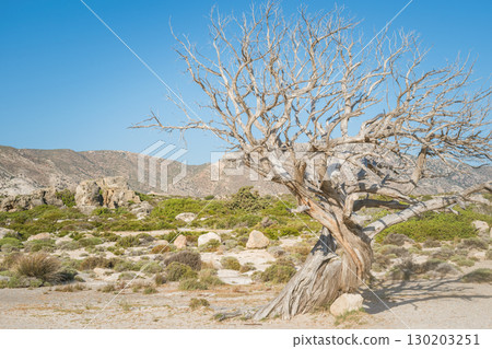 Ancient Dry Tree with Twisted Trunk in Greek Landscape - Textured Nature and Mountain Background 130203251