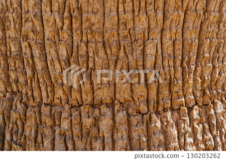 Natural texture of Mediterranean palm bark, brown background of tree bark relief 130203262