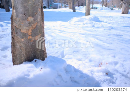 Winter scenery with tree trunks standing in the snow Winter scenery with tree trunks standing in the snow 130203274