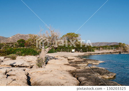 Dry Tree Growing from Coastal Rocks near Receded Blue Sea Natural Contrast at Elafonisi Beach, Crete 130203325