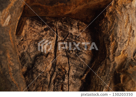 Natural wooden background texture of old wood with cut tree trunk and bark relief 130203350