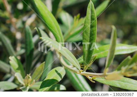Branch of an old olive tree from Crete. Natural green plant background Branch of an old olive tree from Crete. Natural green plant background 130203367
