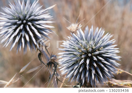 Echinops flower, Asteraceae in the arid flora of Crete. Globe thistles produce spherical heads Echinops flower, Asteraceae in the arid flora of Crete. Globe thistles produce spherical heads 130203436
