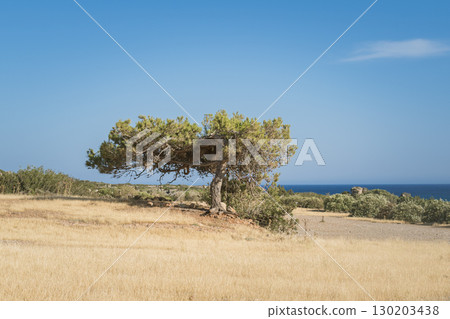 Pine tree shaped like a bonsai surrounded by dry grass near the sea on a sunny day Pine tree shaped like a bonsai surrounded by dry grass near the sea on a sunny day 130203438