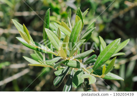 Branch of an old olive tree from Crete. Natural green plant background Branch of an old olive tree from Crete. Natural green plant background 130203439