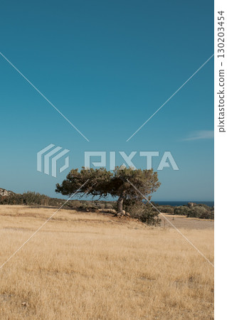 Pine tree shaped like a bonsai surrounded by dry grass near the sea on a sunny day Pine tree shaped like a bonsai surrounded by dry grass near the sea on a sunny day 130203454