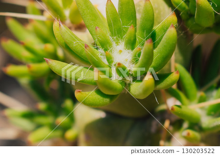 Young shoots of Austrocylindropuntia cactus at the cut site, close-up 130203522