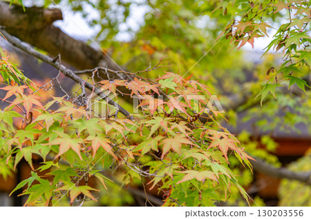 Momiji started to color Momiji started to color 130203556