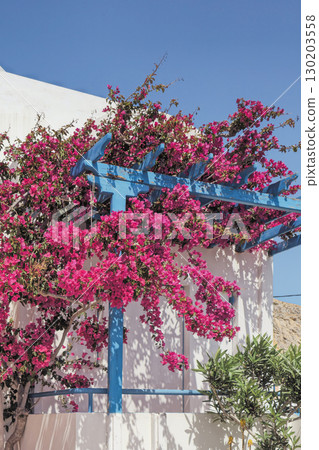 Lush bougainvillea in cozy courtyard in Santorini. Traditional bright pink flowers in Cycladic style 130203558