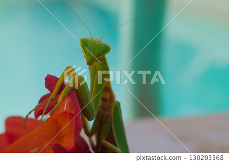 Green European mantis posing and smiling against the background of a red flower 130203568