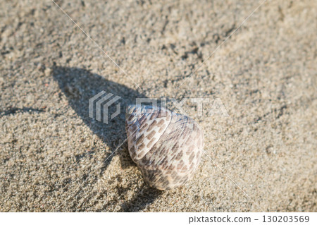 A small crab in its shell on a sandy beach A small crab in its shell on a sandy beach 130203569