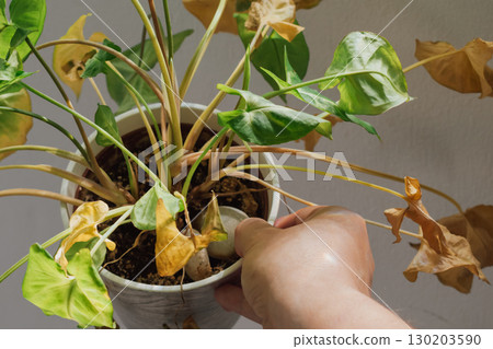 Female hand holding pot with arrowhead vine drying from lack of moisture, leaves turning yellow 130203590