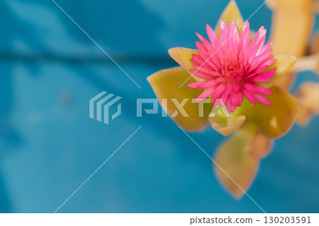 Pink Aptenia flower in blue pot, succulent plant adapted to Greek climate Pink Aptenia flower in blue pot, succulent plant adapted to Greek climate 130203591