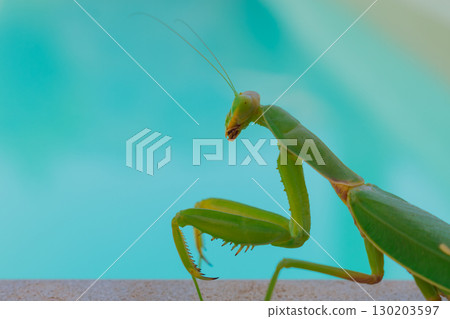 Green European mantis against the background of a swimming pool and blue water Green European mantis against the background of a swimming pool and blue water 130203597