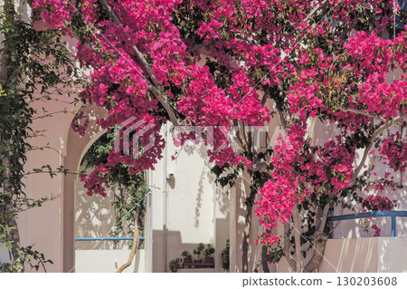 Lush bougainvillea in cozy courtyard in Santorini. Traditional bright pink flowers in Cycladic style 130203608
