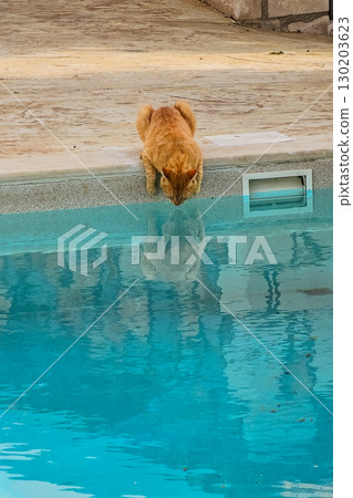 Ginger cat drinking water near swimming pool Ginger cat drinking water near swimming pool 130203623