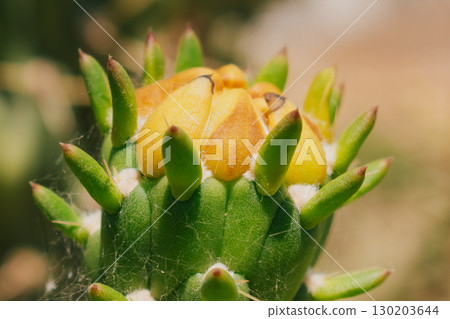 Close-up of a yellow-orange flower bud of Austrocylindropuntia cactus Close-up of a yellow-orange flower bud of Austrocylindropuntia cactus 130203644