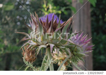 Perennial artichoke plant in bloom resembling thistle. Edible and medicinal plant Perennial artichoke plant in bloom resembling thistle. Edible and medicinal plant 130203647