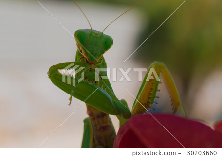 Green European mantis cleaning itself and kissing like a cat. 130203660