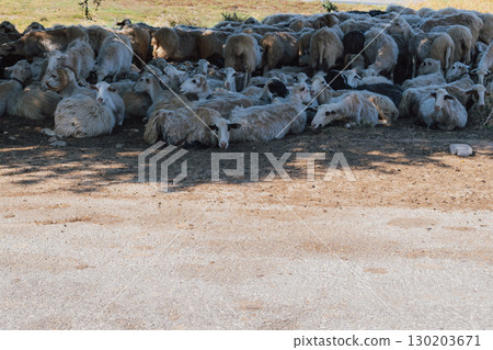 Sheep herd resting in the shade under a tree during summer heat. 130203671