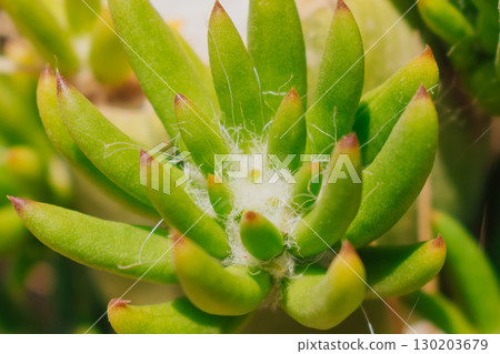 Young shoots of Austrocylindropuntia cactus at the cut site, close-up 130203679
