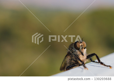 Hairy robber fly with large eyes captured on Crete. Machimus rusticus. Copyspace for your text  130203688