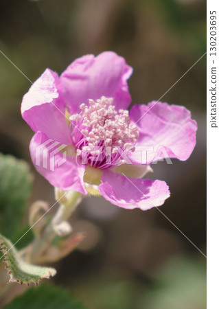 Pink single blackberry flower Rubus ulmifolius Pink single blackberry flower Rubus ulmifolius 130203695