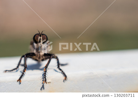Hairy robber fly with large eyes sitting and posing Hairy robber fly with large eyes sitting and posing 130203711