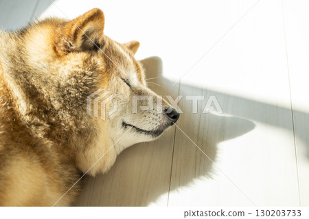 柴犬曬日光浴 柴犬曬日光浴 130203733