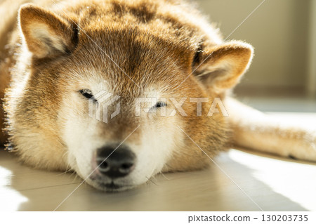 柴犬曬日光浴 130203735