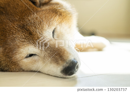 柴犬曬日光浴 130203737