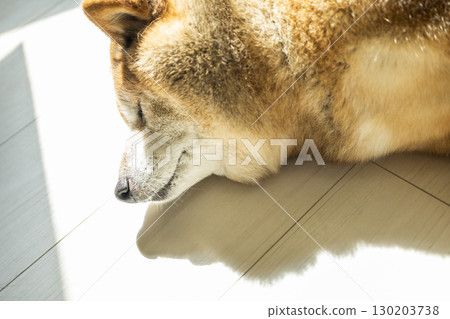 Shiba Inu sunbathing Shiba Inu sunbathing 130203738