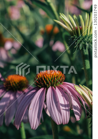 Purple coneflower Echinacea purpurea in a Cretan garden, rich in beneficial compounds 130203749