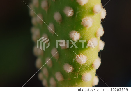 Spines of Opuntia microdasys cactus growing in large clusters 130203799