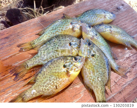 Tiny Sunfish Rainbow Perch Tiny Sunfish Rainbow Perch 130203819