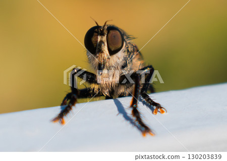 Hairy robber fly with large eyes captured on Crete. Machimus rusticus. Copyspace for your text  130203839