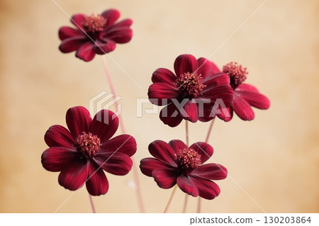 巧克力波斯菊 130203864