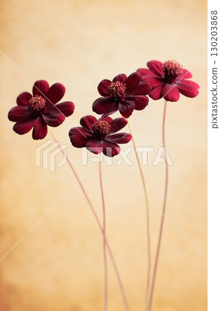 Chocolate Cosmos 130203868