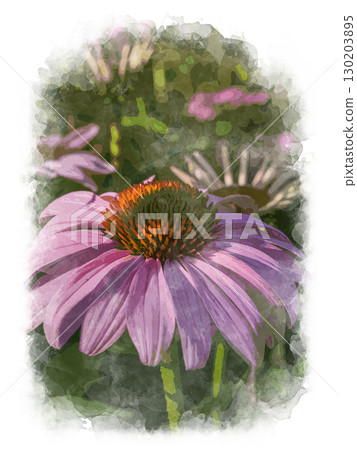 Purple echinacea flower in the garden. Digital watercolor illustration on texture Purple echinacea flower in the garden. Digital watercolor illustration on texture 130203895