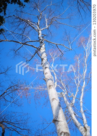 Birch trees stretching into the blue sky 130203970