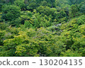 森林 樹林 翠綠 130204135