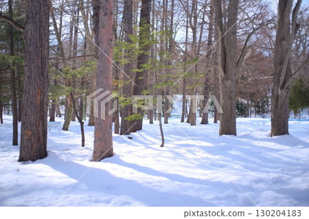 白雪皚皚的冬季森林景觀 白雪皚皚的冬季森林景觀 130204183