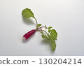 43577 Red radish 130204214