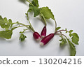 43579 Red radish 130204216