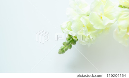 淡黃色花朵的自然背景。特寫照片。複製空間。簡單。 淡黃色花朵的自然背景。特寫照片。複製空間。簡單。 130204364
