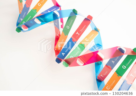 DNA molecule spiral structure model isolated on white background, chromosome and gene chemical science biology. 130204636