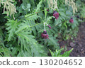 Thistle blooming in the high mountains 130204652