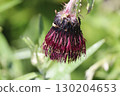 A thistle flower with insects attached 130204653